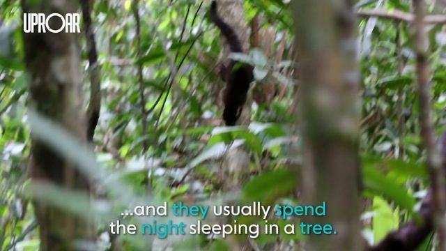 The White-nosed Coati смотреть онлайн