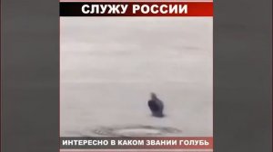 Голубь отдал честь президенту РФ