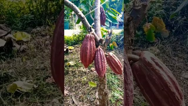 Cacao🍫 #chocolate #shorts #cacao #farm смотреть онлайн