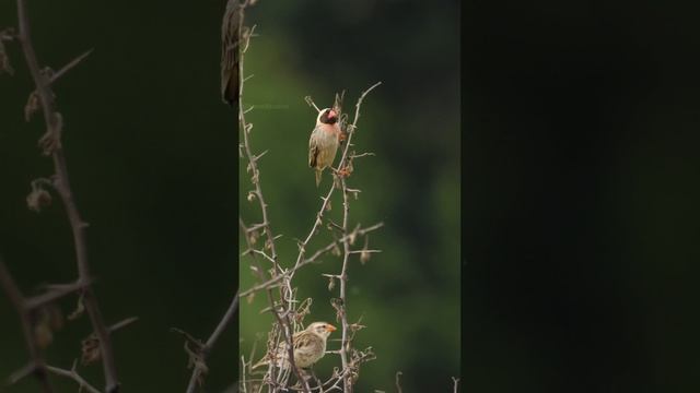 Quelea Birds on Small branches Wincent P2n7I#bird #wildlife #nature смотреть онлайн