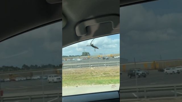 There is a lizard 🦎 on the windshield смотреть онлайн