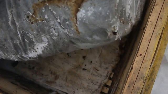 Весна 2021 на пасеках.  Как пережили зиму наши пчелы. Мини путешествие