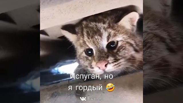 Кот под капотом, жесть смотреть онлайн