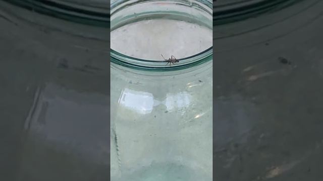 Любящие кошки