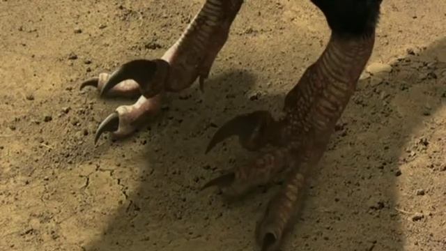 Velociraptors And Ankylosaurs