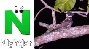 Animals ABC Song | Animals Alphabet Song | Alphabet Letters | Phonics for Kids | Baby