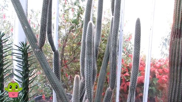Cacti & Succulent Collection at Belfast Botanic Gardens Fall /Autumn Update #cactus #cacti смотреть онлайн