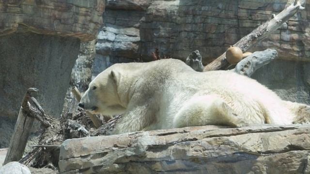 San Diego Zoo Tour - Adorable Penguins, Koala Bears, and baby Cheetah смотреть онлайн