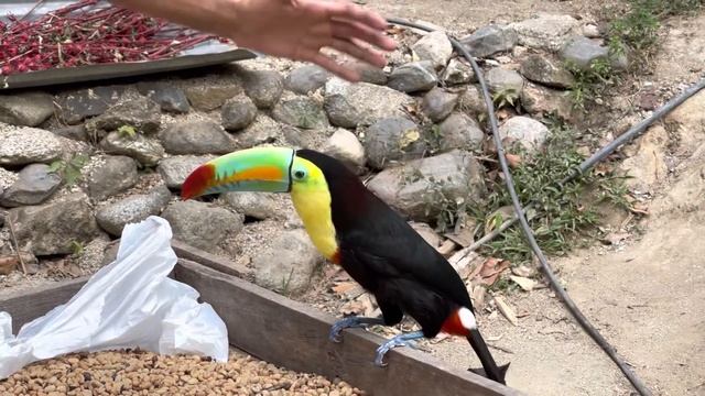 COFFEE-Protecting TOUCAN (Minca, Santa Marta, Colombia 🇨🇴) смотреть онлайн