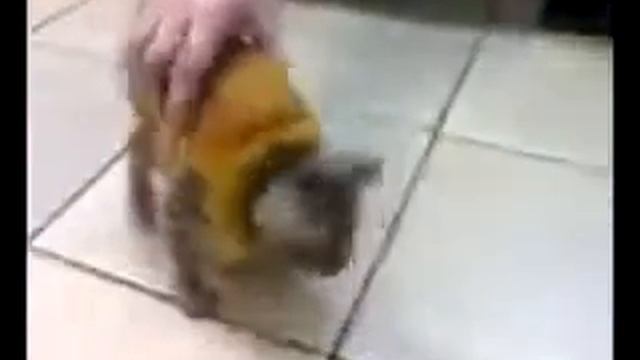 котохлеб смотреть онлайн