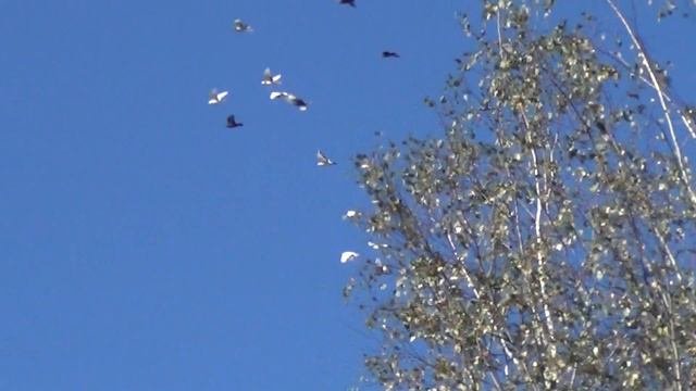 полёт типплеров 25092012г 4 смотреть онлайн
