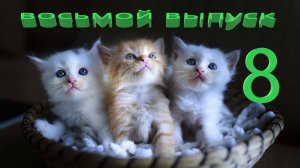 Удивительные животные выпуск восьмой 8