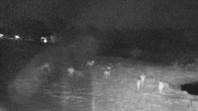 Djuma: Impala herd - 21:15 - 07/18/18 смотреть онлайн