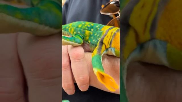 COLLARED LIZARD TOY#trending #viral #youtubeshorts #toys #shorts #short #funny #cute #cool #viral смотреть онлайн