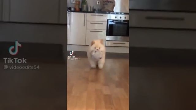покупаете щенка чау чау 😍 не пожелейте🥰🥲😍❤😂🦮 смотреть онлайн