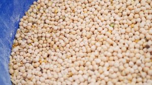 ЗРИТЕЛЬ ПРИЕХАЛ КУПИТЬ ПОРОСЕНКА | РОДИТЕЛИ ПОМОГАЮТ С ХОЗЯЙСТВОМ ПОКА МЫ ЗАНЯТЫ СТРОЙКОЙ | ОКРОШКА