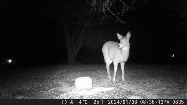Puppy dog looking deer in front of the camera. So cute to watch night1 trailcam 20240111 смотреть онлайн