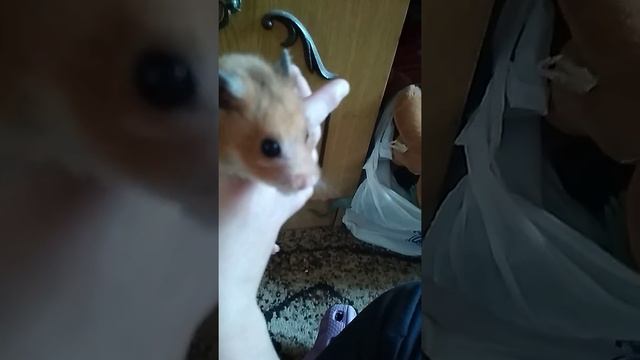 Мой хомяк проводит время со мной. И как он проводит своё время с утра. 🐹🐹🐹 смотреть онлайн