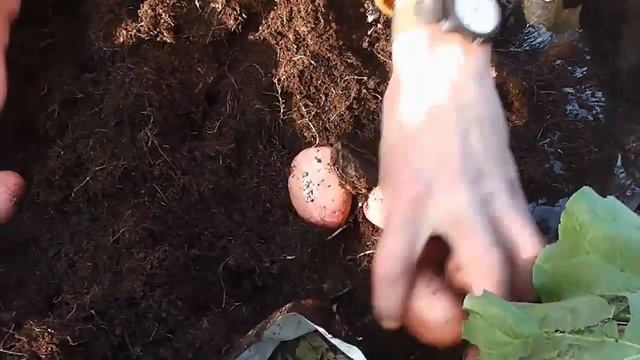 Container Pot Grown Potatoes Big Harvest : Blight Resistant Sarpo Mira смотреть онлайн