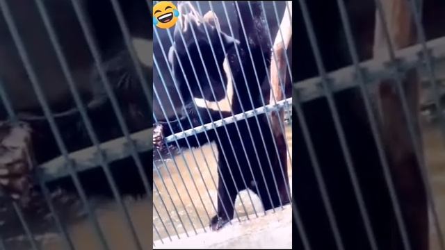 МЕДВЕДЬ ТАНЦУЕТ | ТАНЦУЮЩИЙ МИШКА | СМЕШНОЕ ВИДЕО | ПРИКОЛЫ ИЗ ТИК ТОК | УГАРНОЕ ВИДЕО #shorts смотреть онлайн