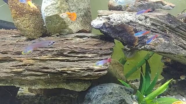 nothobranchius guentheri zanzibar and guppies 1 смотреть онлайн