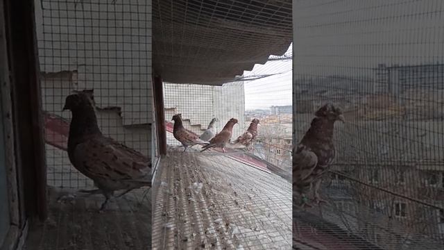 две пары мраморных старых смотреть онлайн