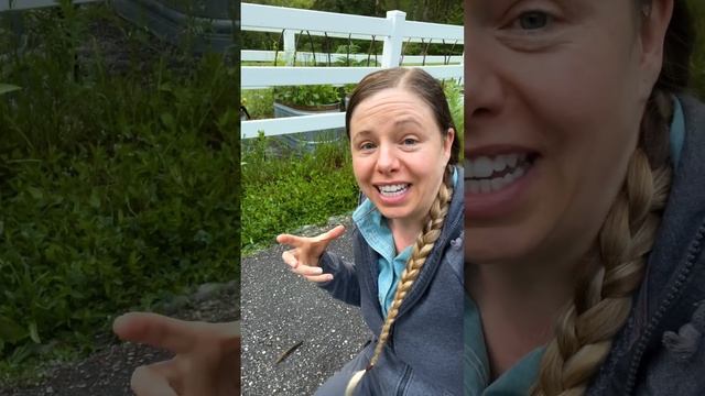 Banana slugs vs European Garden Slugs #gardening смотреть онлайн