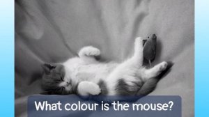 CHECK your INTUITION-6! GUESS THE true COLOUR game for ENGLISH learners.