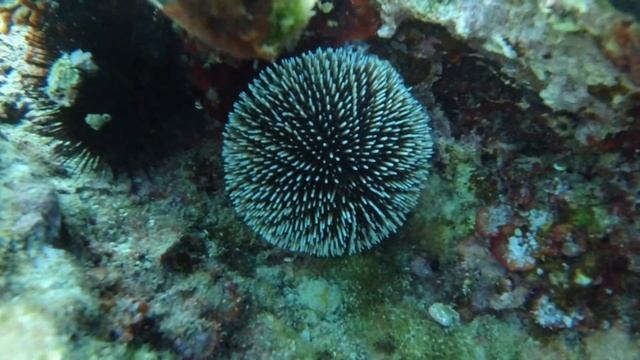Violetter Seeigel, Goldstrieme, Zweibindenbrasse, Geißbrasse, Meerpfau, Spitzbrasse, Meerjunker смотреть онлайн