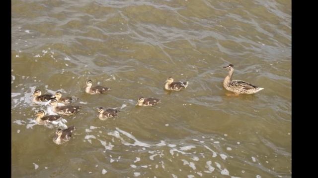 Tоnnel "Tere Hommikust Estimaa" Летний лагерь КЮМ смотреть онлайн