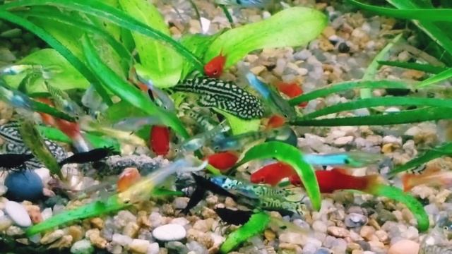 🔥 Севилия Линеолата 🔥#水族館 #Aquarium #Аквариум #Гуппи #Пецилия #Shrimp смотреть онлайн