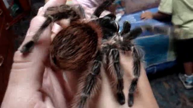 Lasiodora Klugi... смотреть онлайн