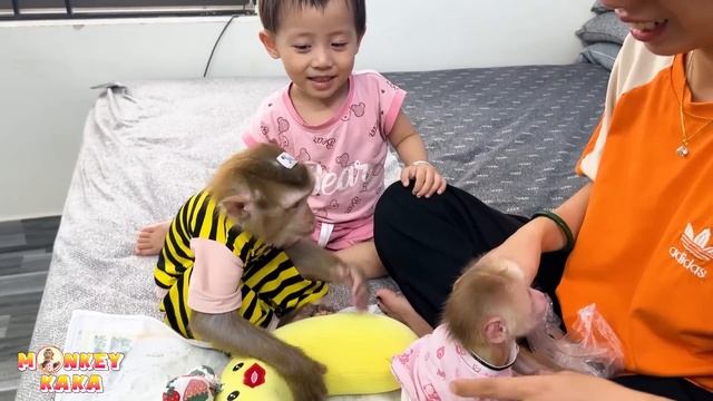 Monkey Kaka and Diem's Compassionate Response to Monkey Mit's Injury смотреть онлайн