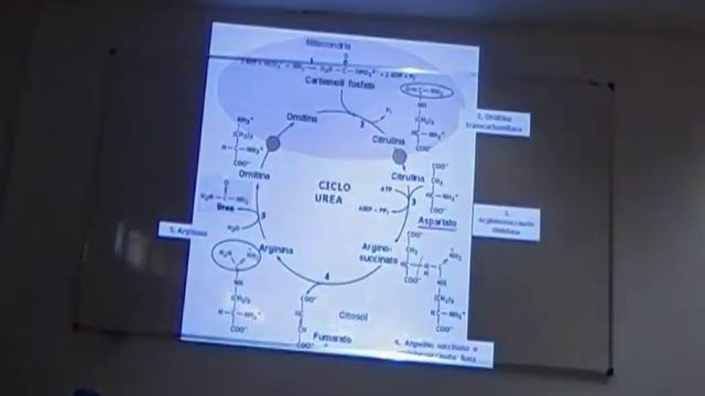 11vo Teorico de bioquimica смотреть онлайн
