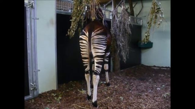 Poranek u okapi- ZOO Wrocław смотреть онлайн