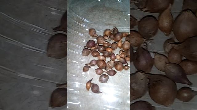 Какой чеснок я сажаю смотреть онлайн