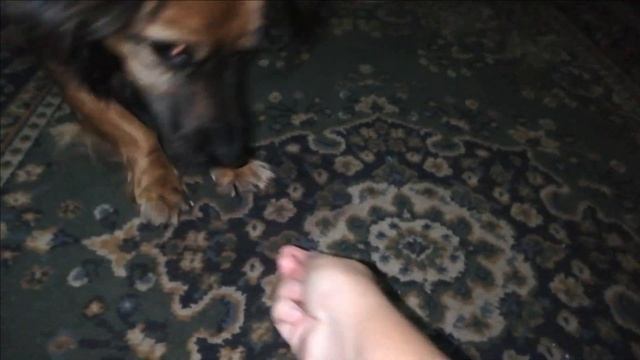 Команда " Отступай" / Como enseñar al perro retroseder / Dog trick crawl back смотреть онлайн