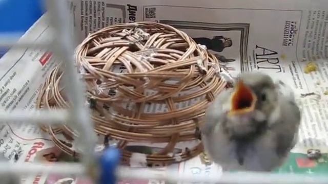 Трясогузята смотреть онлайн