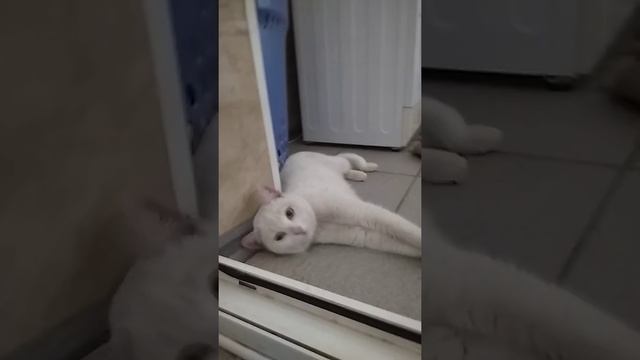 Наша кошка Мася смотреть онлайн