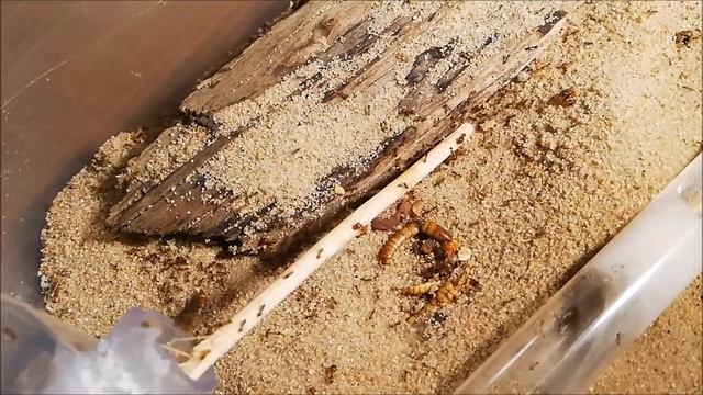 Pheidole pallidula #1 смотреть онлайн