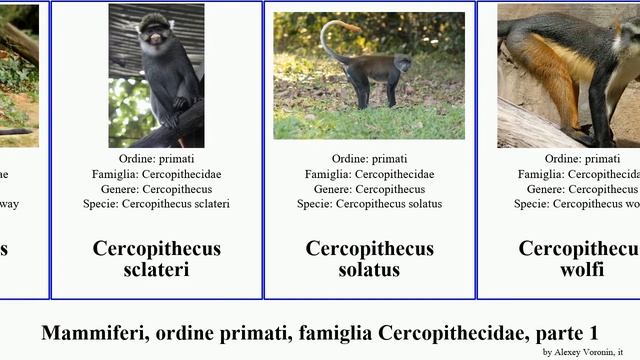 Mammiferi, ordine primati, famiglia Cercopithecidae, parte 1 cercopithecus macaca colobus del dal смотреть онлайн