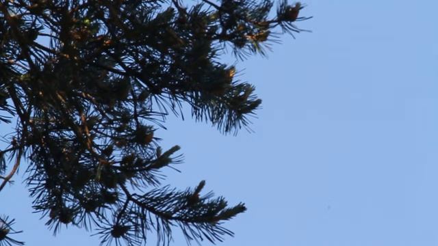 Greenish Warbler in song Tyninghame Lothian #3 смотреть онлайн