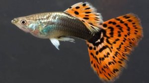 Аквариум для начинающих Гуппи Рыбка Часть 2