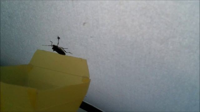 The Stinkbug Catcher™ - Gotcha! смотреть онлайн