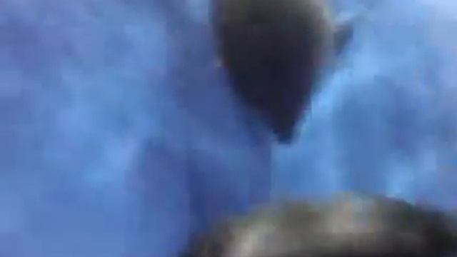 шоу нерпят смотреть онлайн