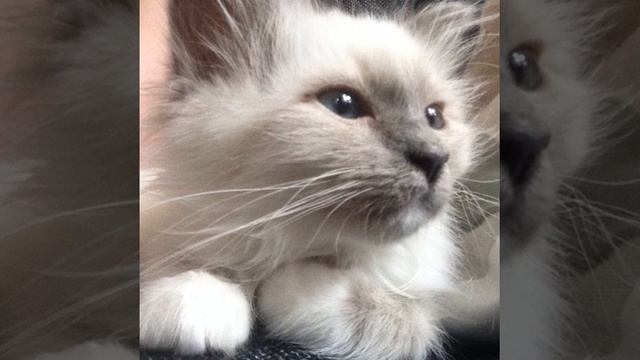 Good Morning! #photooftheday #милости #кошки #нежность #инстакот #мурмяка #котенок #котэ #awesome