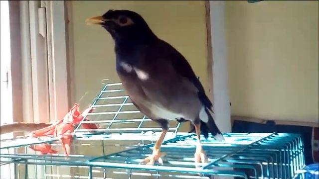 Little bully myna Lucky Маленький хулиган майна Лаки смотреть онлайн