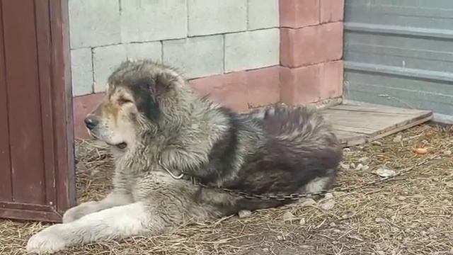 Көкжал сын Танка внук Шарапа смотреть онлайн