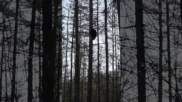 Как медведь по дереву лезет. Shorts. смотреть онлайн