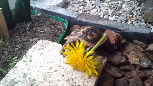 Spartacus vs. Dandelion... omnomnom смотреть онлайн